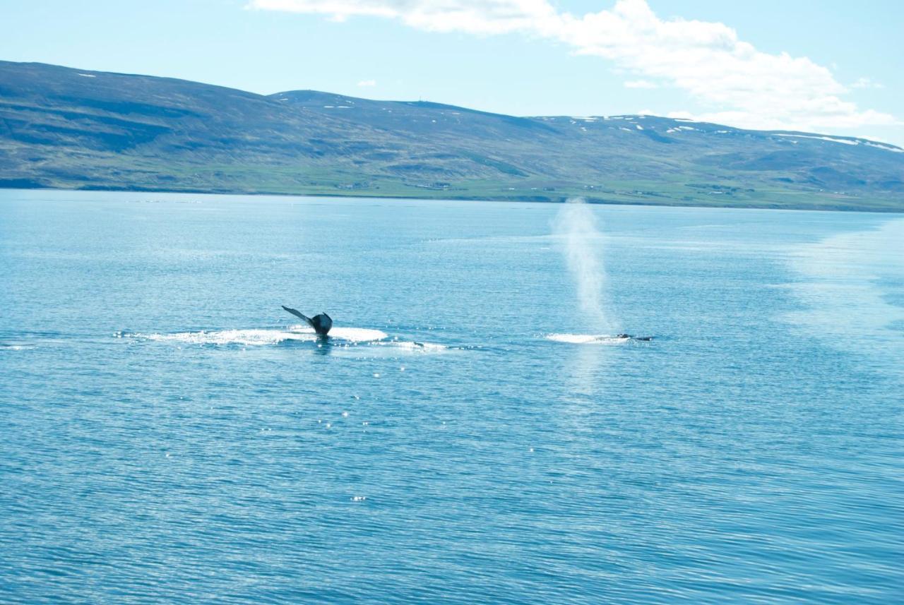 Sky Sighting Igluhus - Stay'In Arbakki Arskogssandur Екстериор снимка